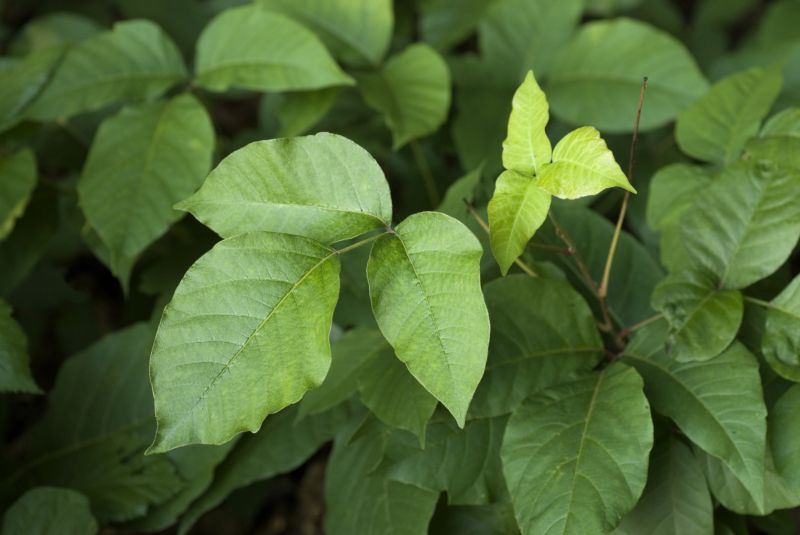 Poison Ivy Removal in Harford County, MD