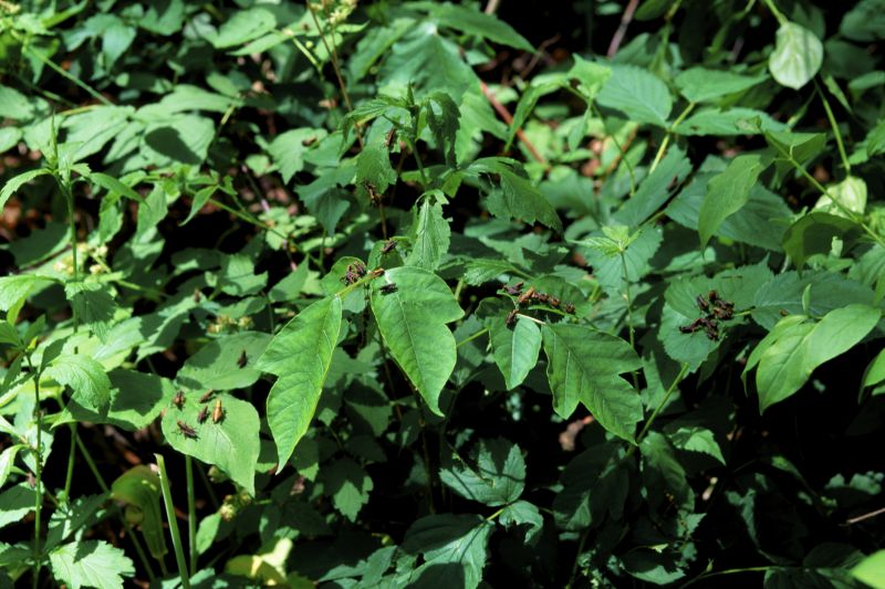 Poison Oak Removal in Harford County, MD