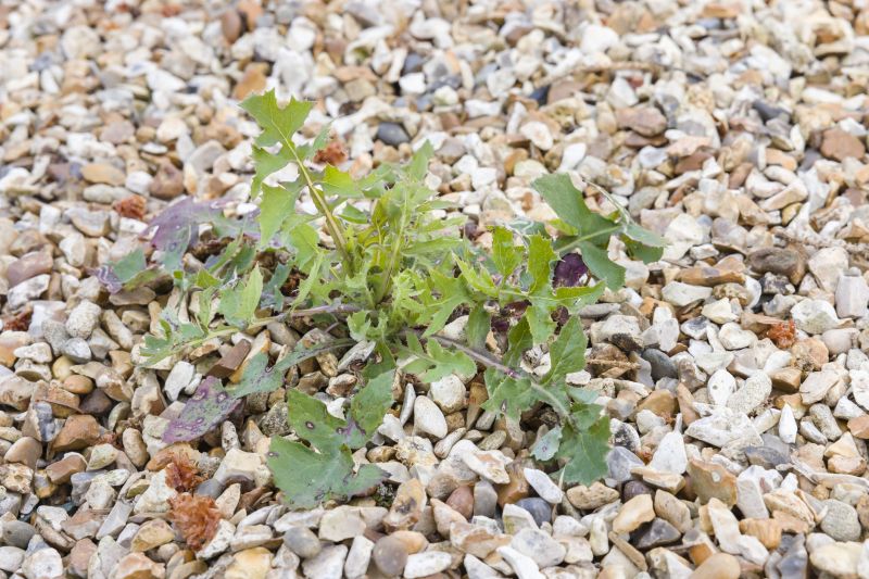 Rockwall, TX